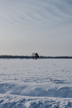 Expansive snowy field under a clear sky in Estonia, capturing winter's calm beauty.