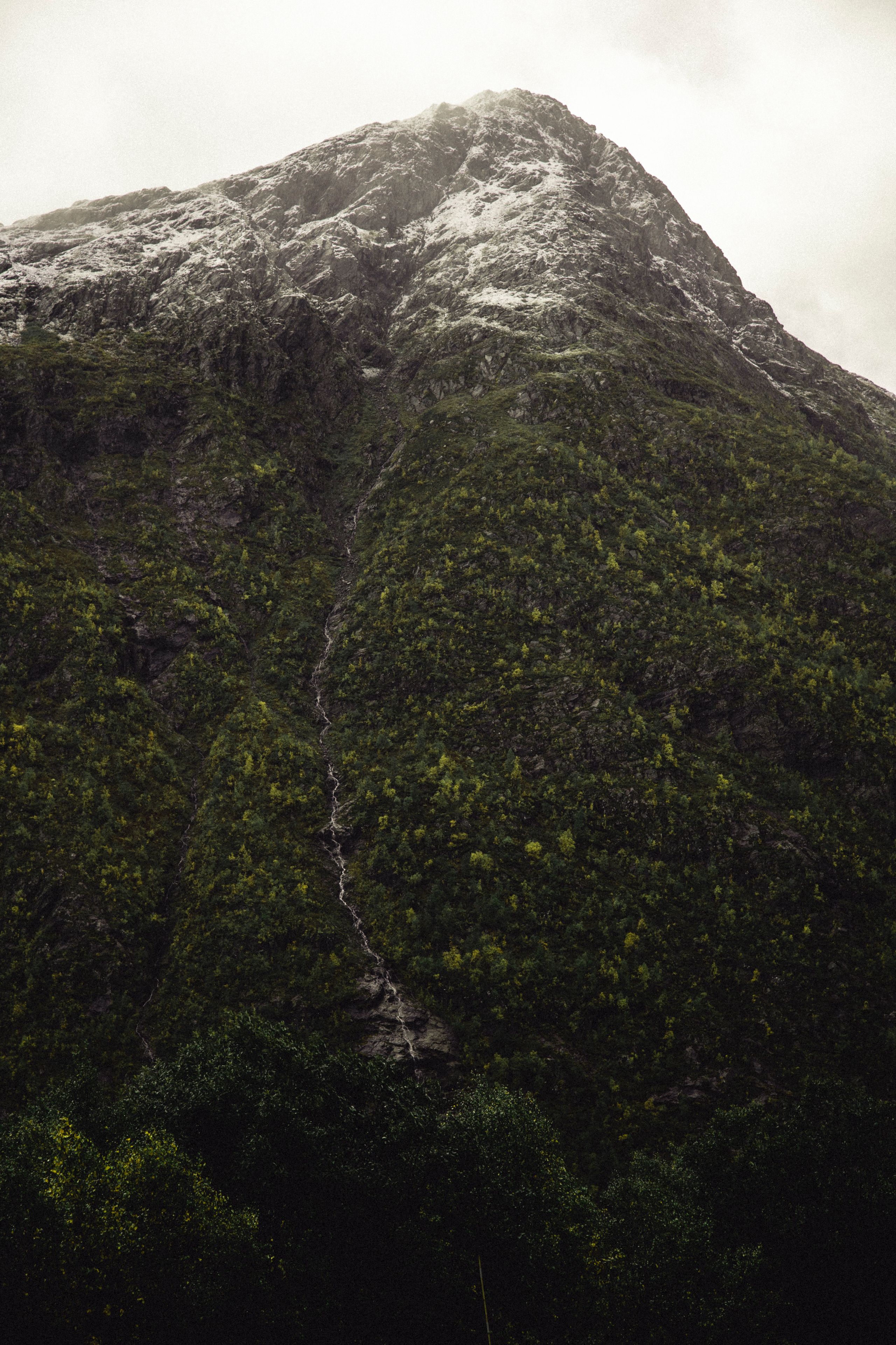 Scenic view of a lush green