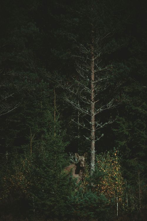 Free A moose captured in the wild under a dense Norwegian forest canopy during nighttime. Stock Photo