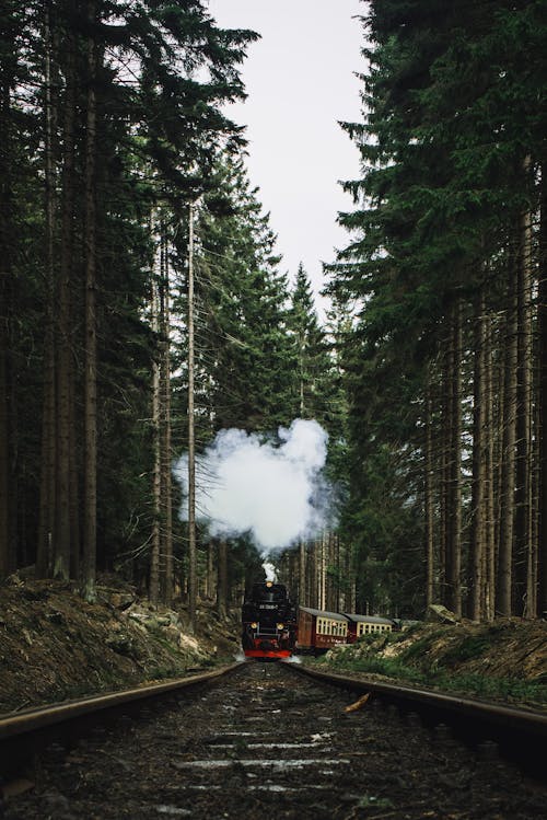 ağaçlar, antrenman yaptırmak, buharlı lokomotif içeren Ücretsiz stok fotoğraf