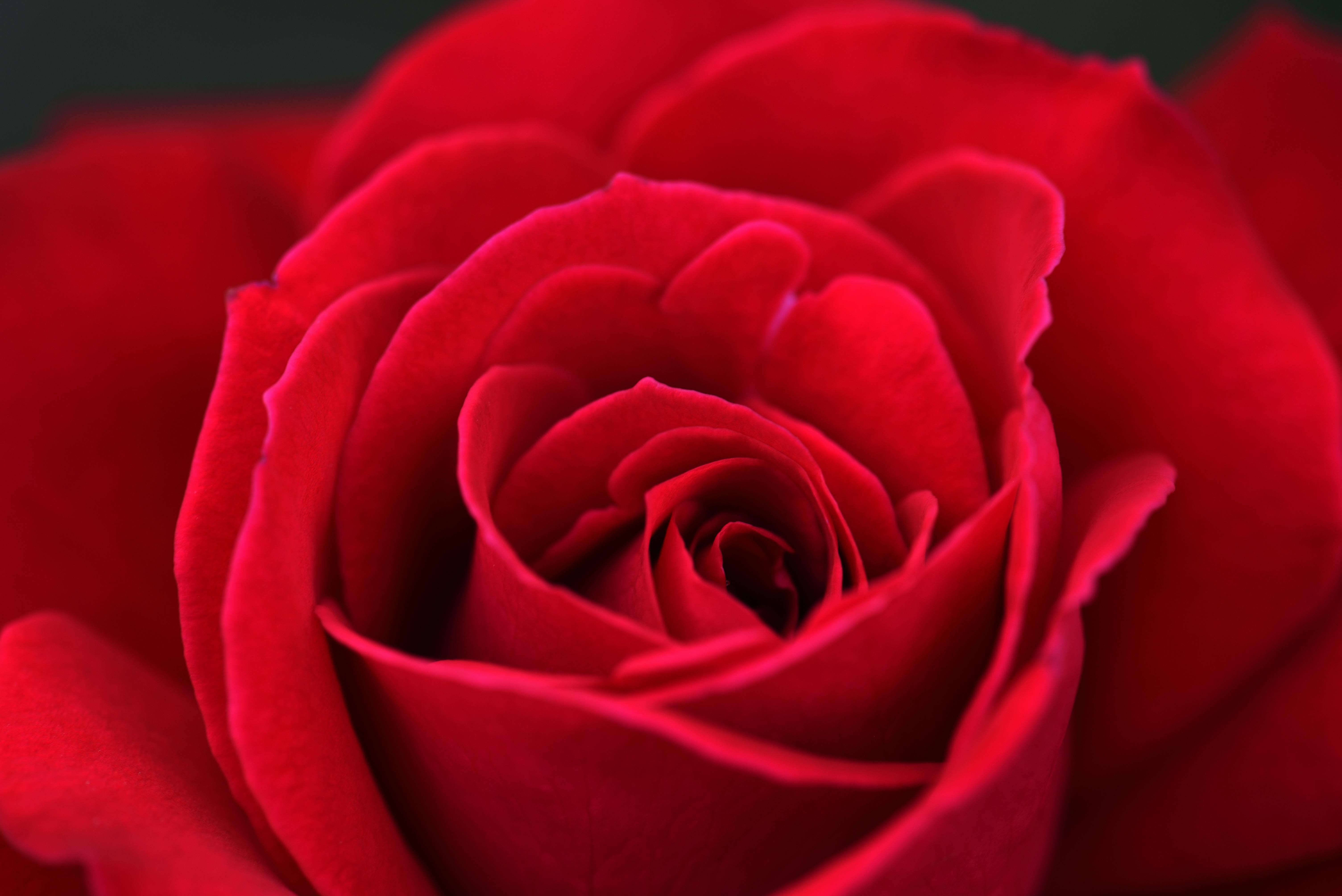 Rose flower wallpaper for mobile phone