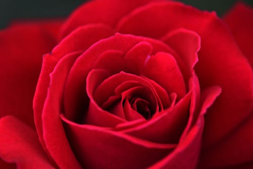 Free Red Roses Stock Photo