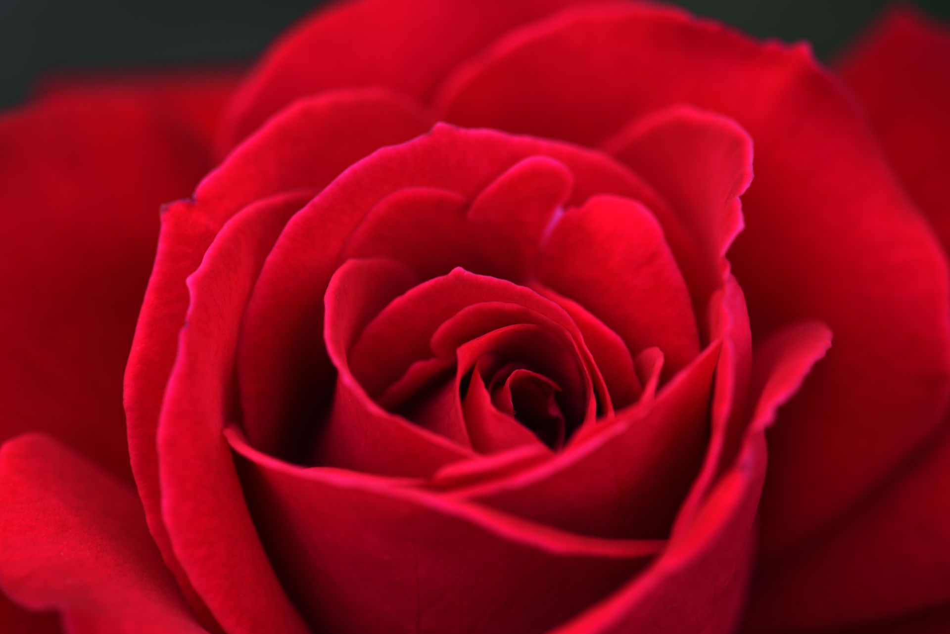 Red Roses