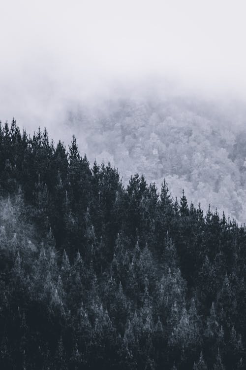 Fog over evergreen forest growing on mountain slope