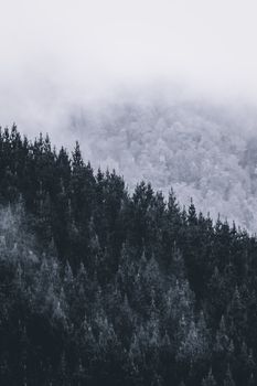 Picturesque landscape of lush coniferous trees growing in forest on slope on snowy mountain under foggy sky