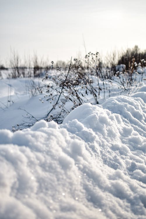 


Close-Up Shot of a Snow-Covered Field

