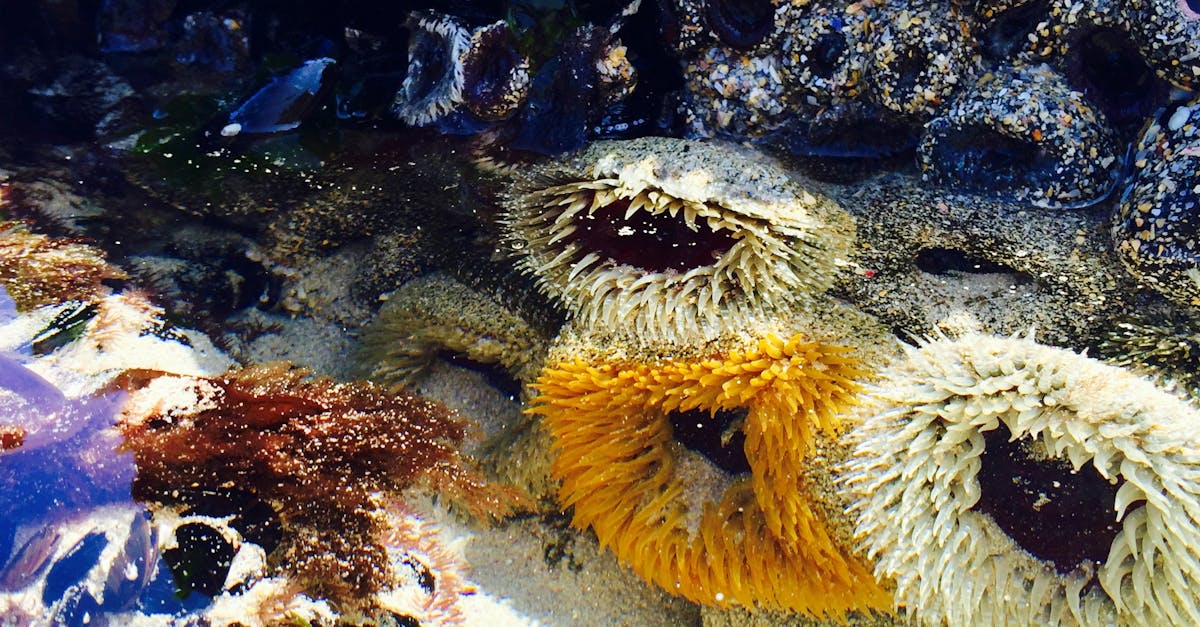 Free stock photo of Cape Town, sea anemone