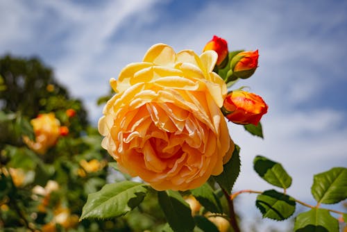 Close-Up Shot of a Yellow Rose in Bloom