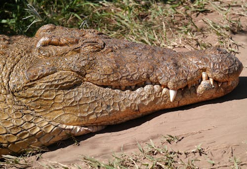 Close-Up Shot of a Crocodile