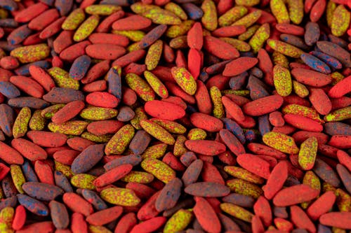 Free Close up of Colorful Beans Stock Photo