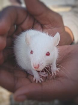 white mouse