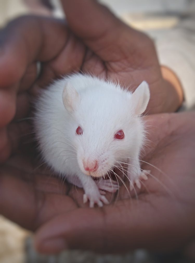 Hands Holding White Mouse