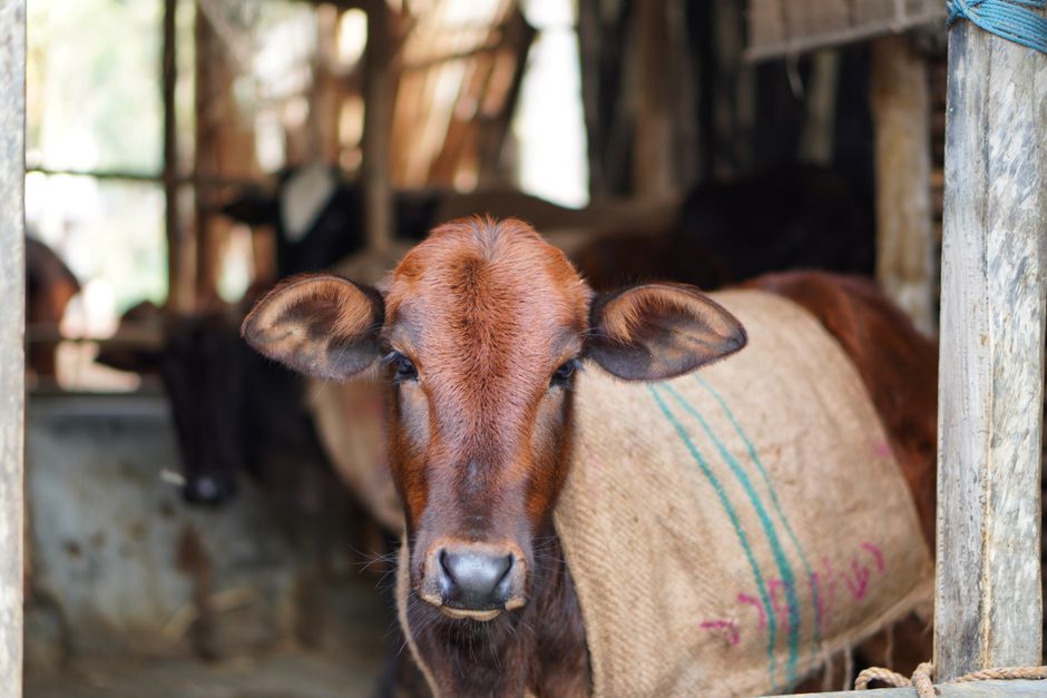 How Much Does Housing and Shelter Cost for a Small Cattle Farm? How Much Does Housing and Shelter Cost for a Small Cattle Farm?