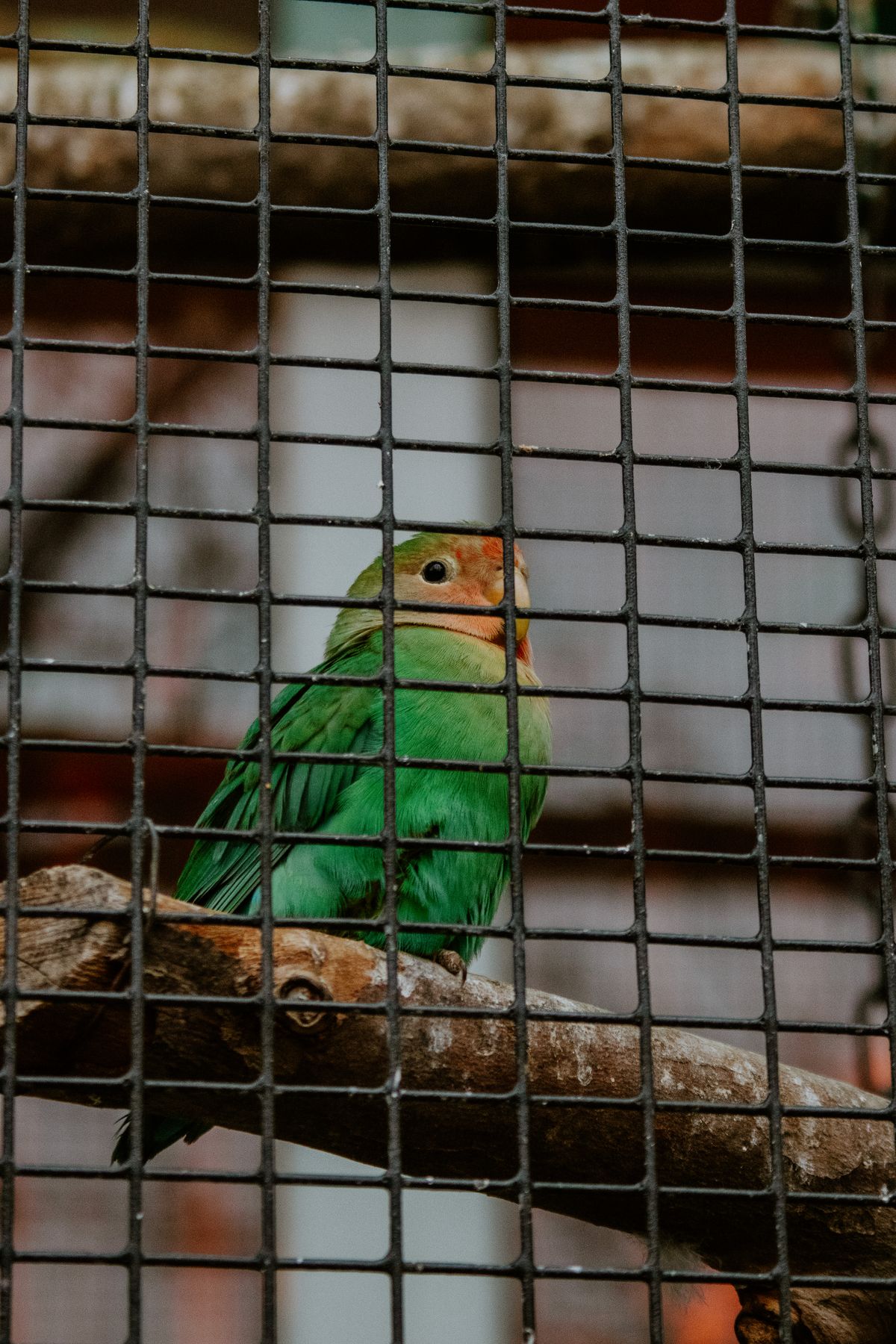 Colorful parrot inside a bird enclosure