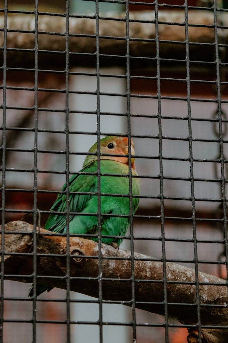 Parrot In Cage