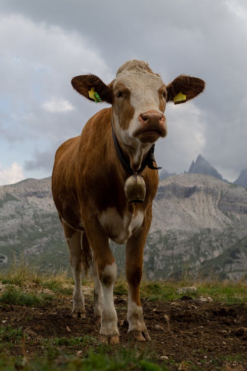 Brown Cow on the Field