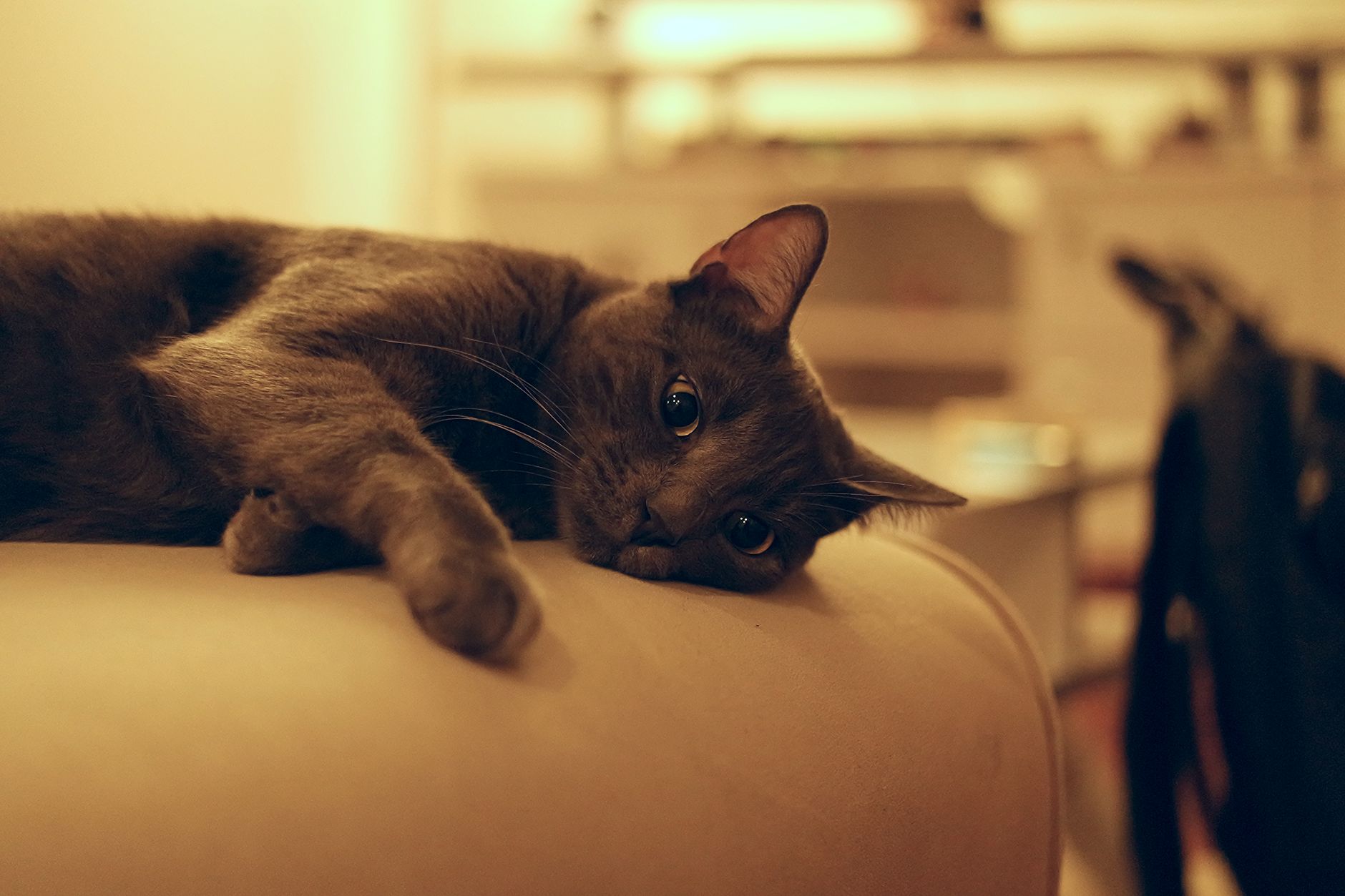 Portrait of a cat at a veterinary clinic