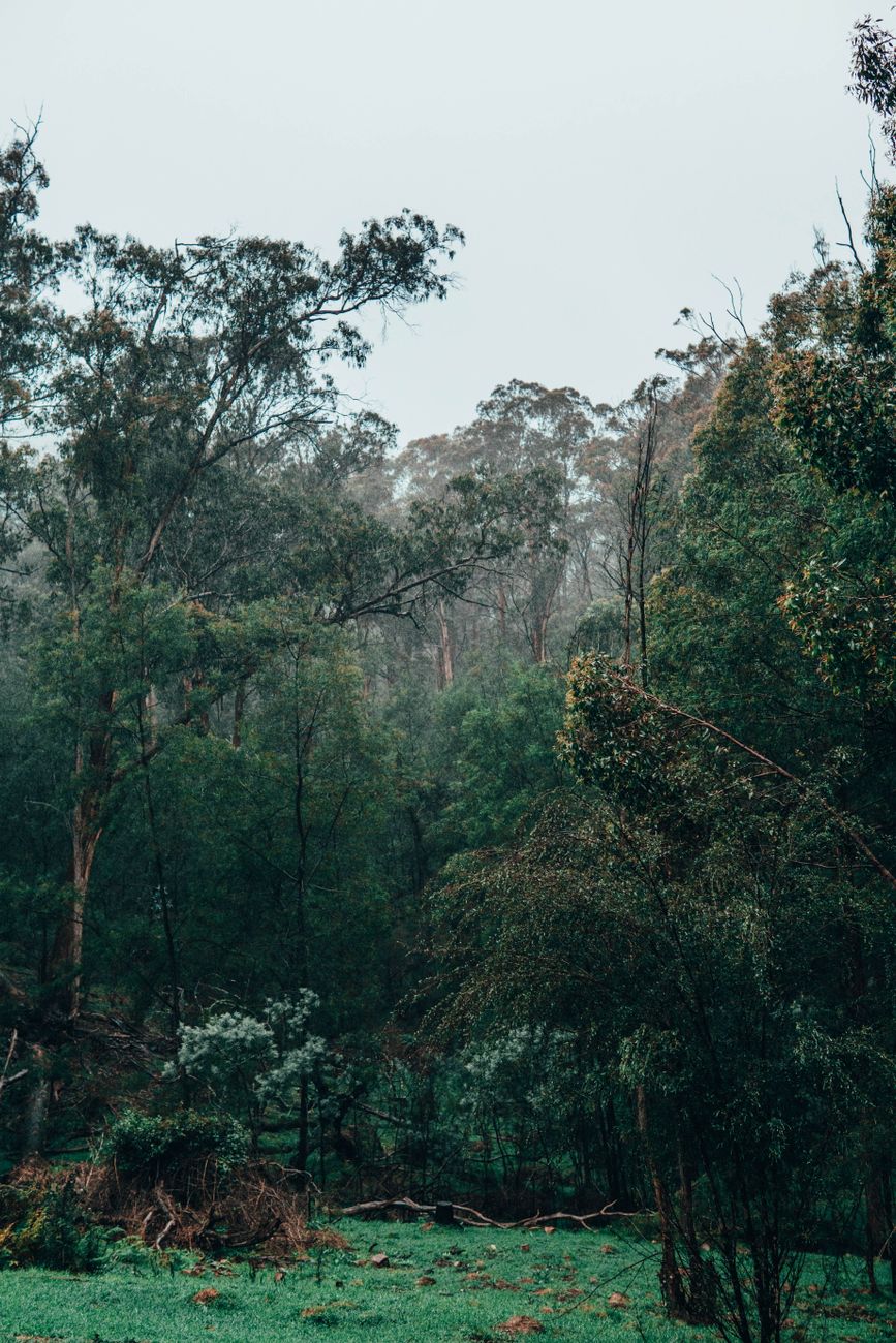 Australian landscape