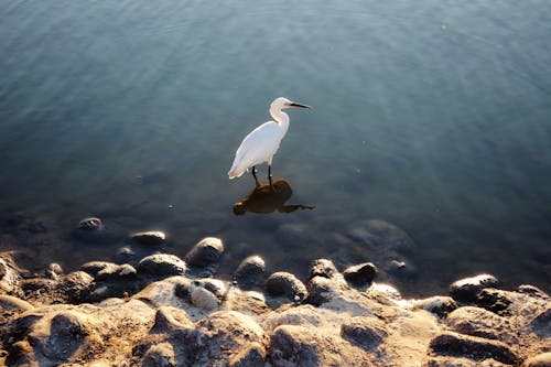 Безкоштовне стокове фото на тему «біла чапля, вода, дика природа» стокове фото