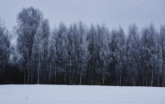 A serene winter forest scene in Latvia, covered with frost and snow.