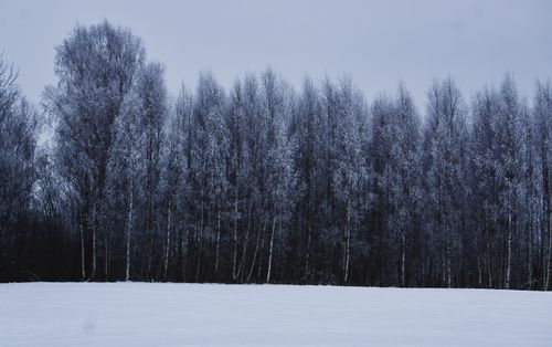Free A serene winter forest scene in Latvia, covered with frost and snow. Stock Photo