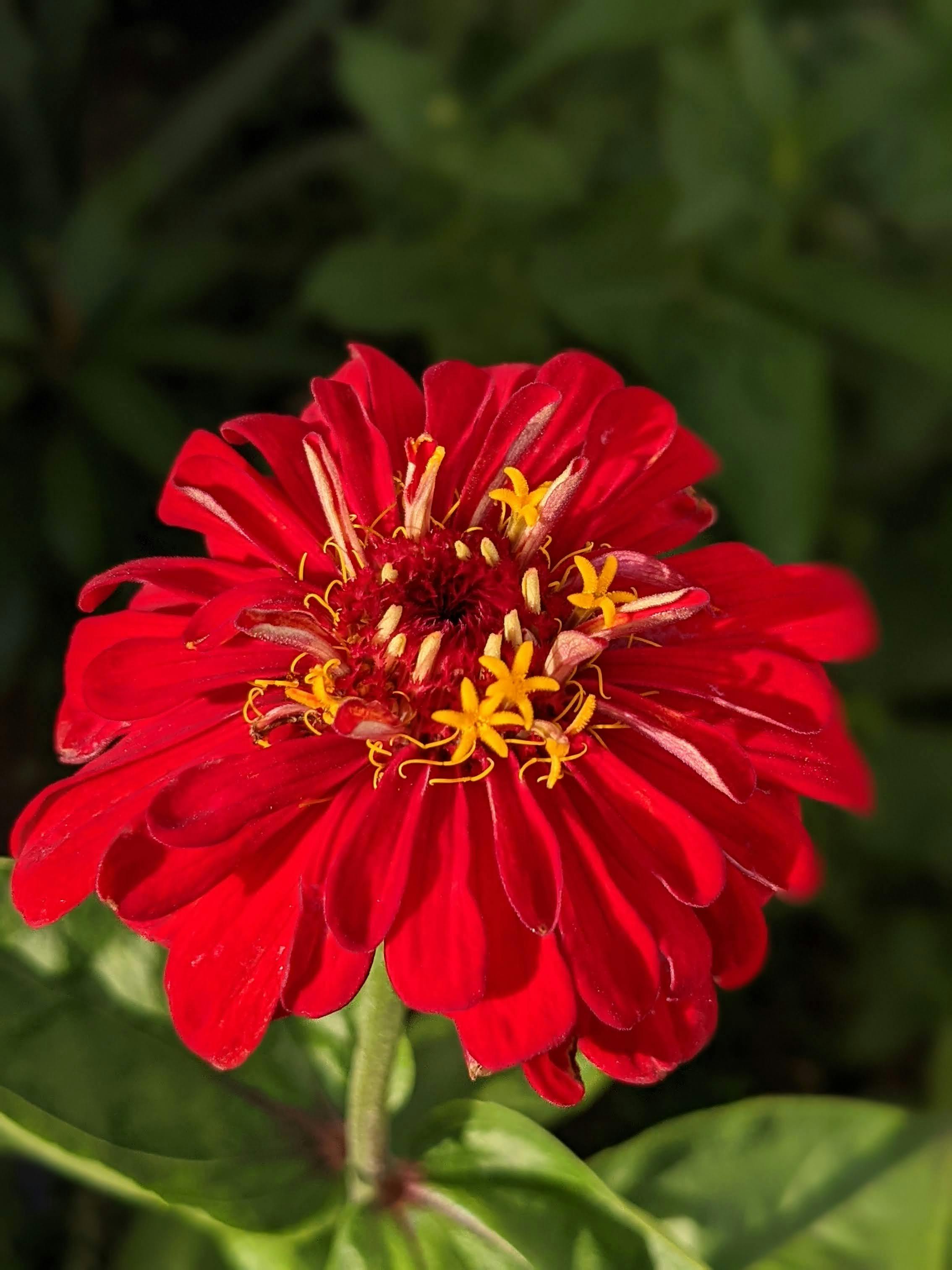 Red Zinnia Photos, Download Free Red Zinnia Stock Photos & HD Images