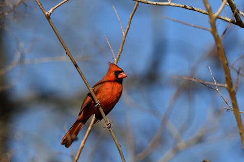 Free Red Bird on a Tree Branch Stock Photo
