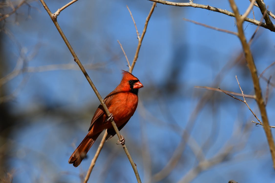 Red Bird on a Tree Branch