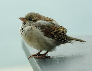 Brown and White Bird
