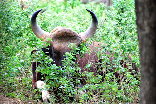 Free Kostenloses Stock Foto zu african wildlife, baum, canon Stock Photo