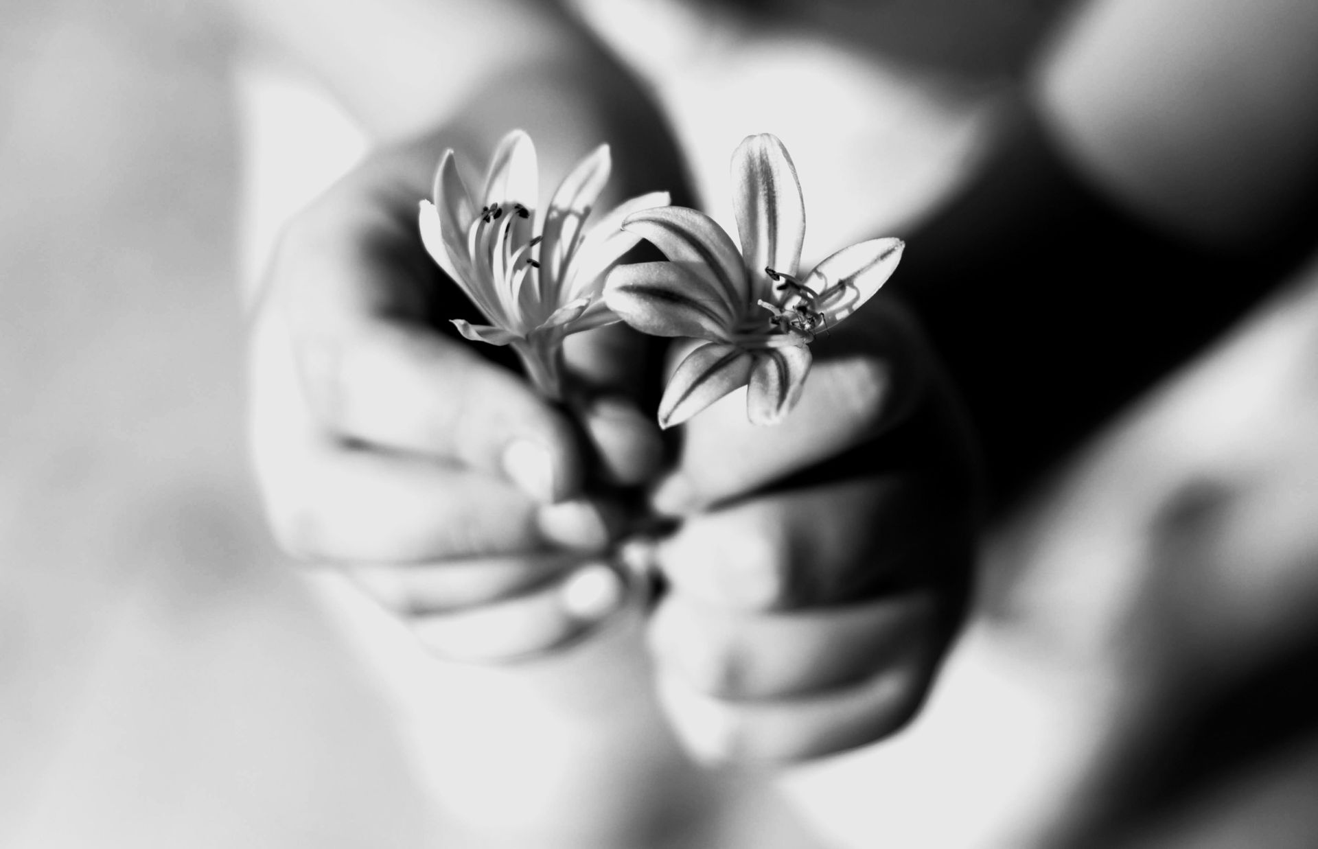 Close-up black and white photograph of hands holding two lily flowers in bloom.