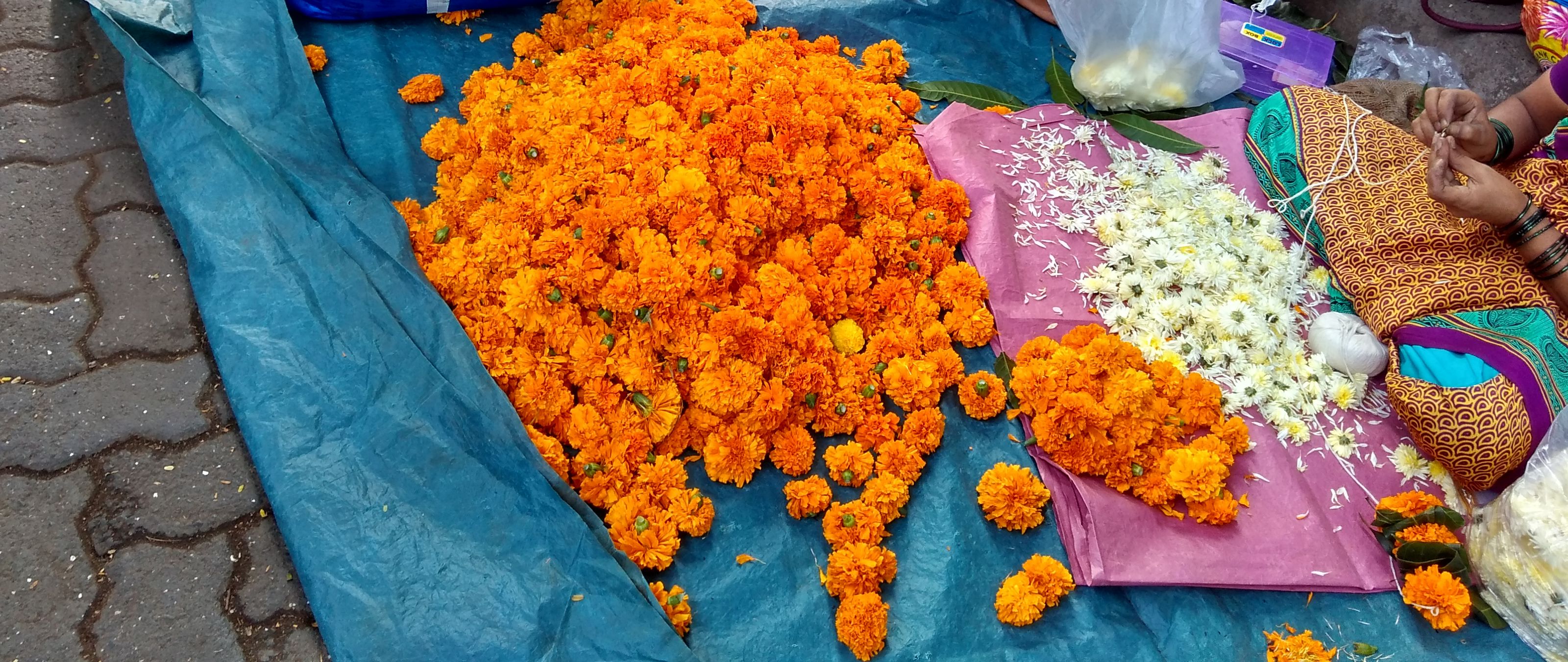 Free stock photo of flowers, india, maharashtra