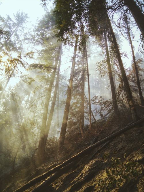 Free Enchanting forest scene with sun rays filtering through tall trees in BC, Canada. Stock Photo