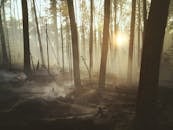 Silhouette of Trees during Sunset