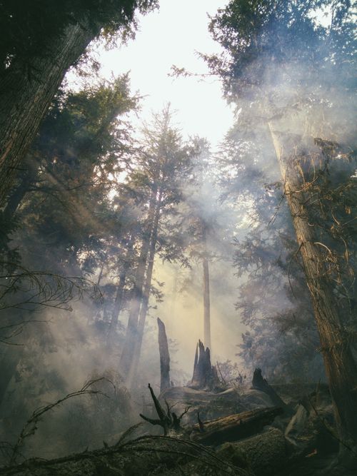 Free A captivating view of a forest in BC, Canada, with sunlight filtering through trees and smoky atmosphere. Stock Photo