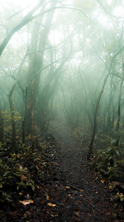Narrow path between trees in foggy forest · Free Stock Photo