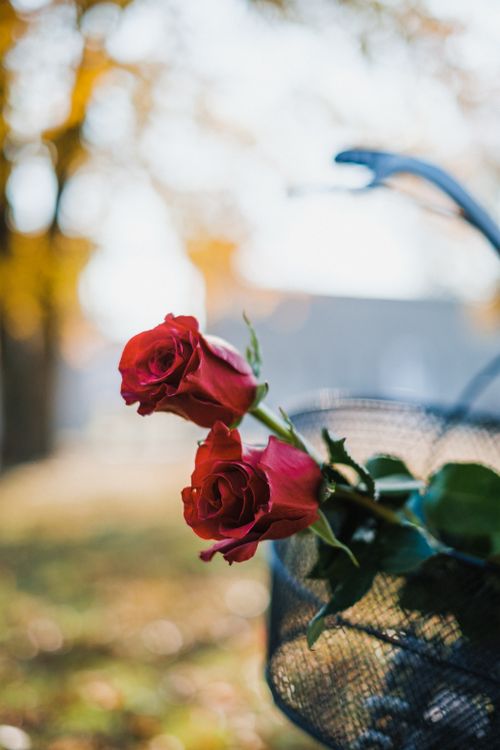 Free Close-up of red roses in a bicycle basket outdoors with a blurred autumn background. Stock Photo