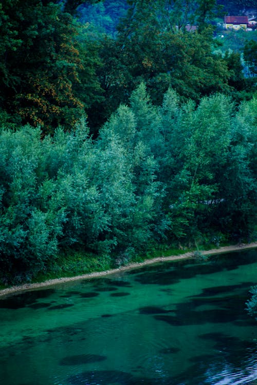 Fotos de stock gratuitas de Alpes, Austria, bosque