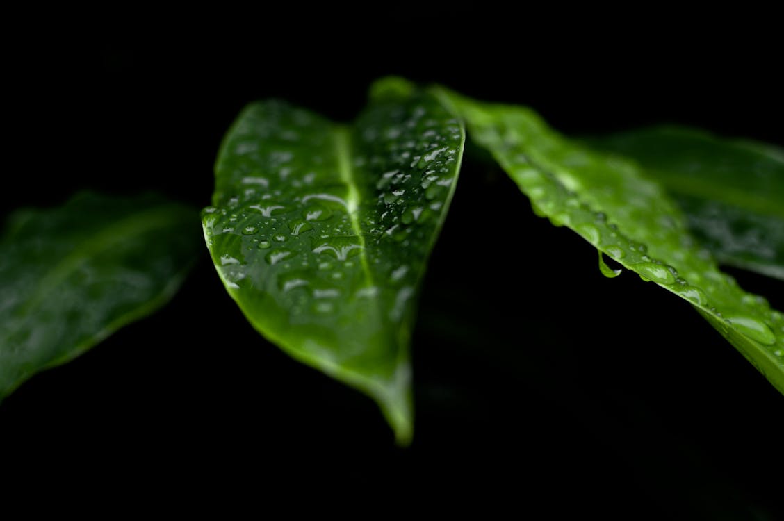Dew in Green Leaves
