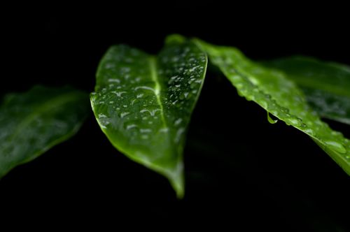 Free A vivid close-up of vibrant green leaves adorned with raindrops, showcasing nature's beauty. Stock Photo