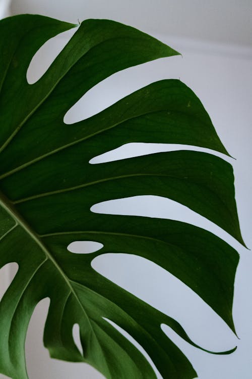 Close-Up Photo of a Green Leaf of a Plant