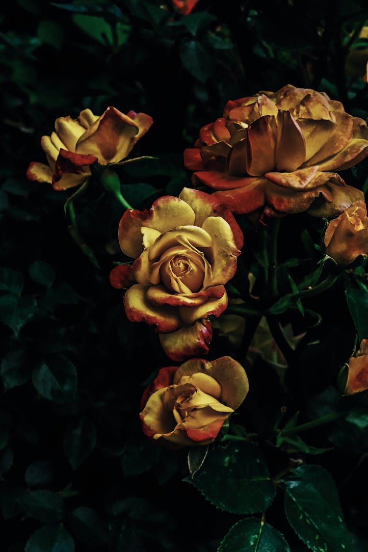 Yellow Roses In Dark Background