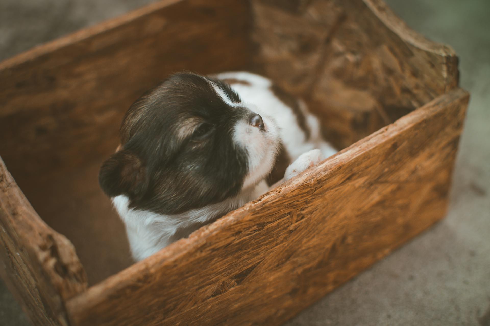 Zwart-wit puppy op bruine houten doos