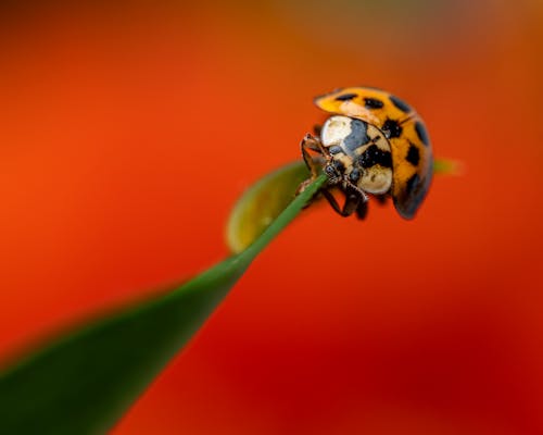 Free Ladybug on Leaf in Close Up Stock Photo