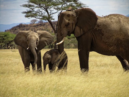 Free stock photo of elephant, family