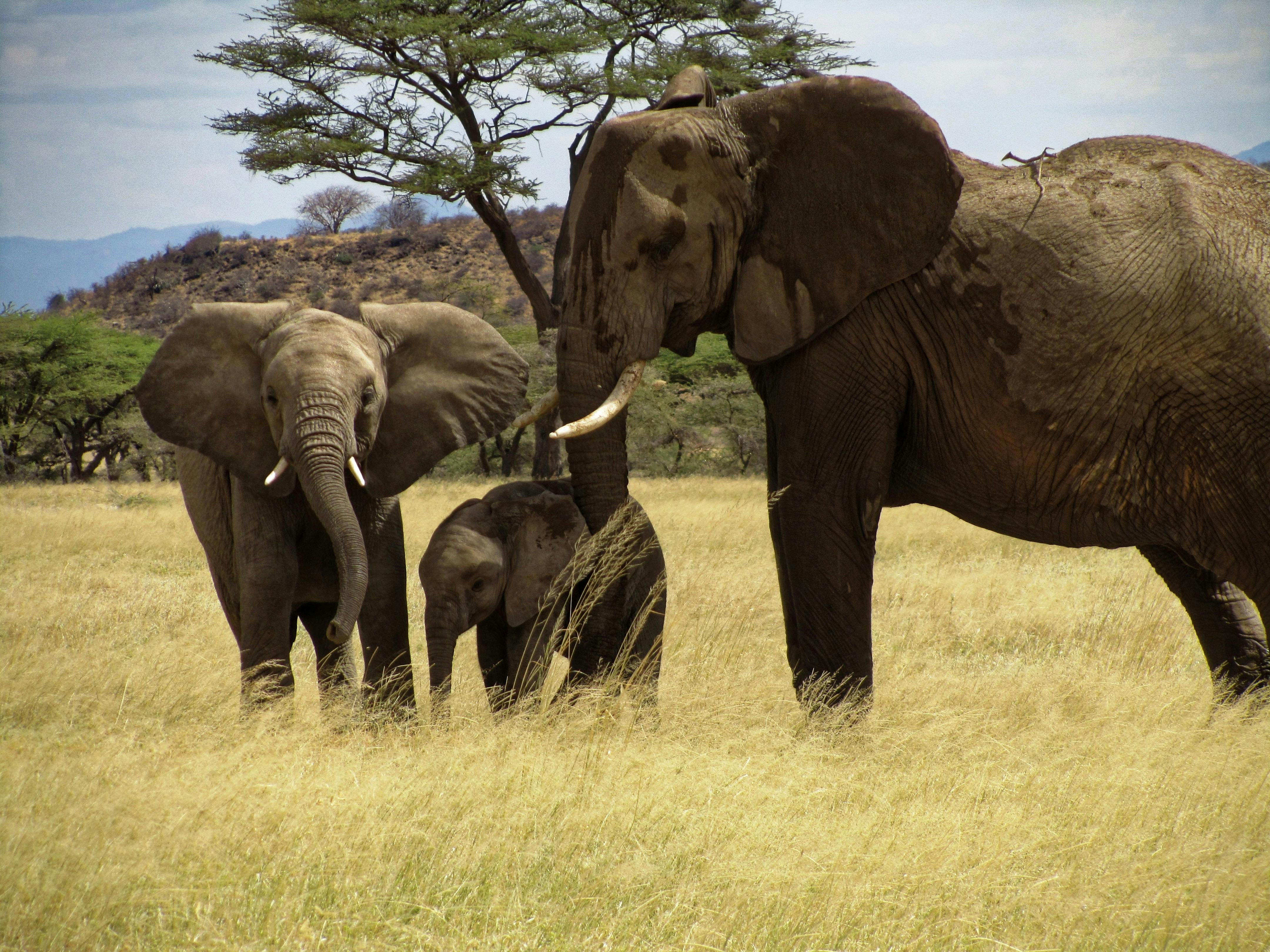 Слон группа организмов. Семья слонов. Стадо слонов. Африканский слон семья. Семьи животных Африки.