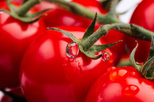 Free Macro shot of fresh, ripe red tomatoes on a vine with water droplets. Stock Photo