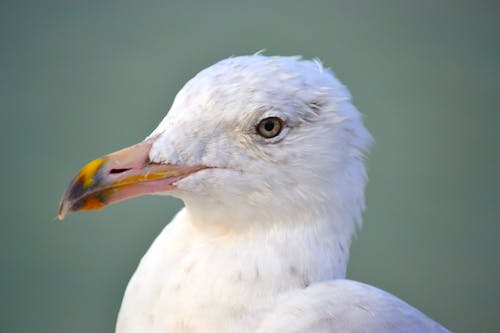 White Bird With Yellow Beak
