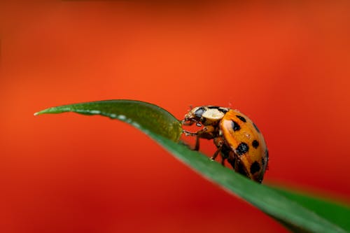 Orange and Black Ladybug on Green Leaf in Close Up Photography