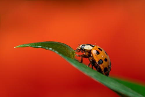 Ingyenes stockfotó apró, beetle, katicabogár témában